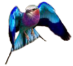 [birdie]