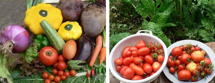 [home grown]