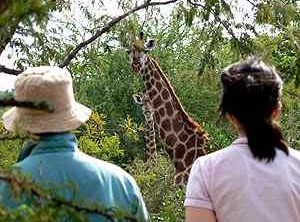 [giraffe]